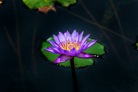 Water garden lily photo