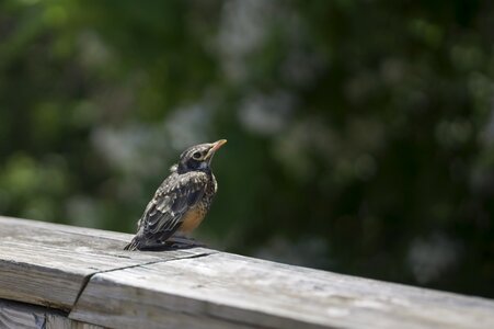 Baby bird robin adolescent