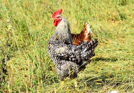 Comb chicken gockel