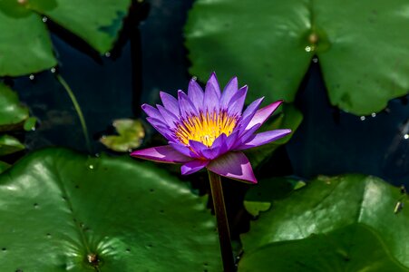 Water garden lily photo