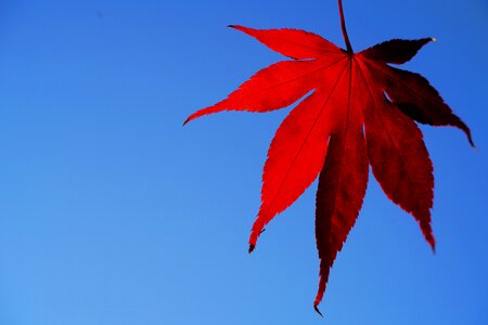 Leaves autumn maple