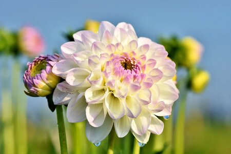 Bud dahlia garden garden plant