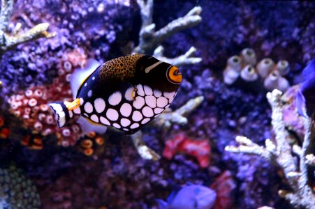 Fish underwater aquarium photo