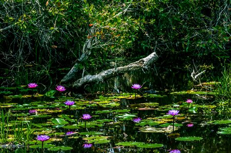 Water garden lily photo