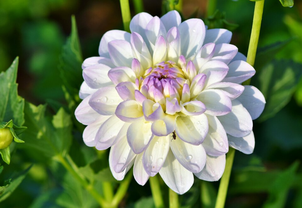 Bud dahlia garden garden plant