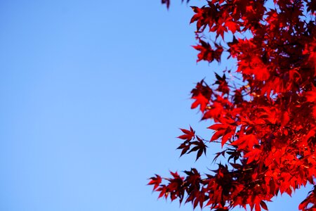 Leaves autumn maple