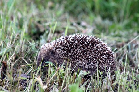Far eastern hedgehog animal needle