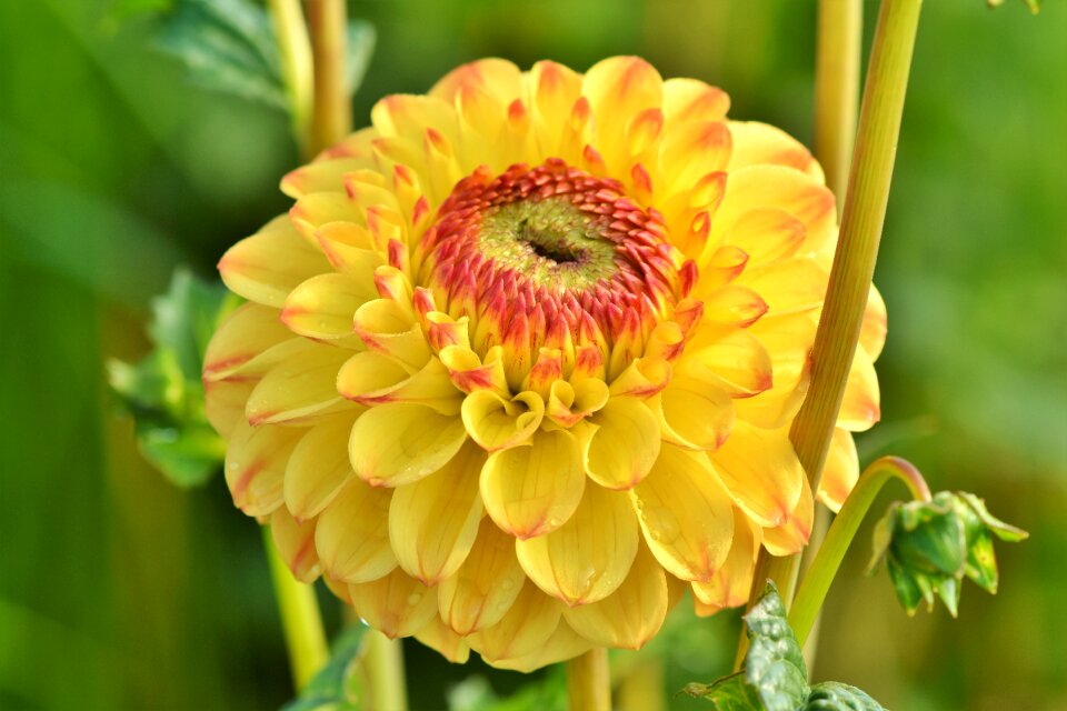 Bud dahlia garden garden plant