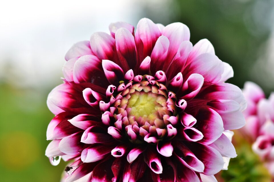 Bud dahlia garden garden plant