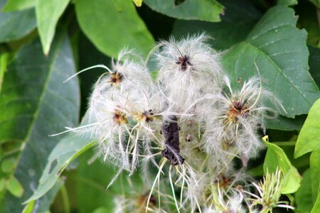 Wayside nature climber plant
