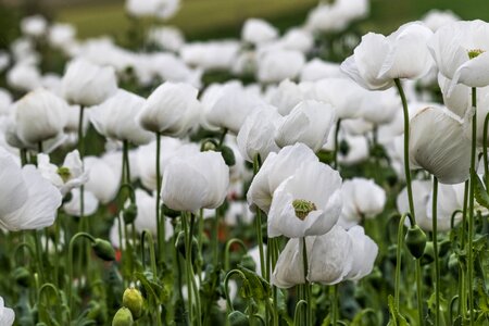 Spain toledo white amapolas