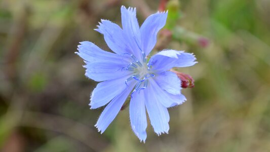 Flower blue nature