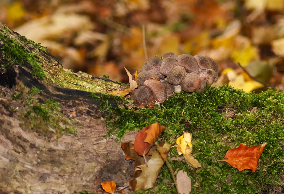 Mushrooms moss nature