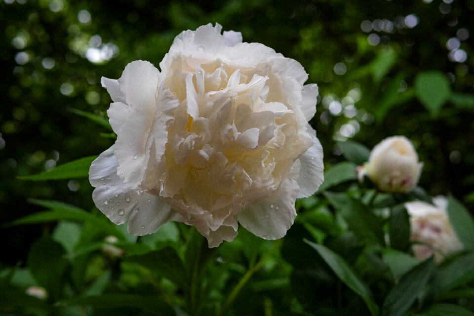 Rain flower spring