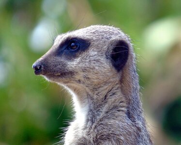 Nature cute meerkat photo
