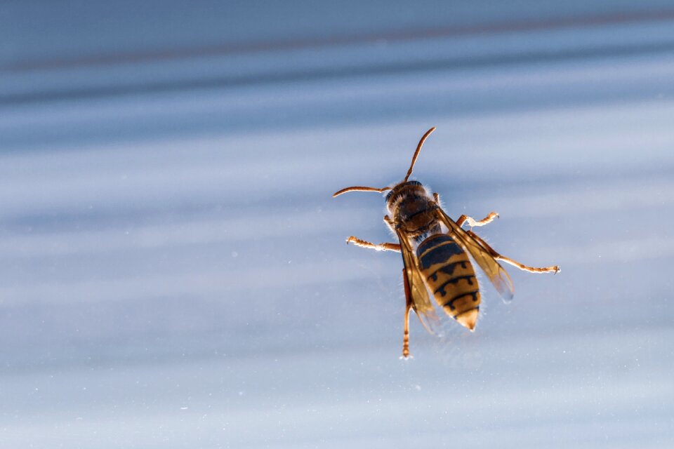 Wing wildlife fly