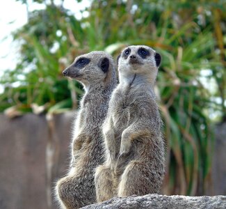 Mongoose lookout nature photo