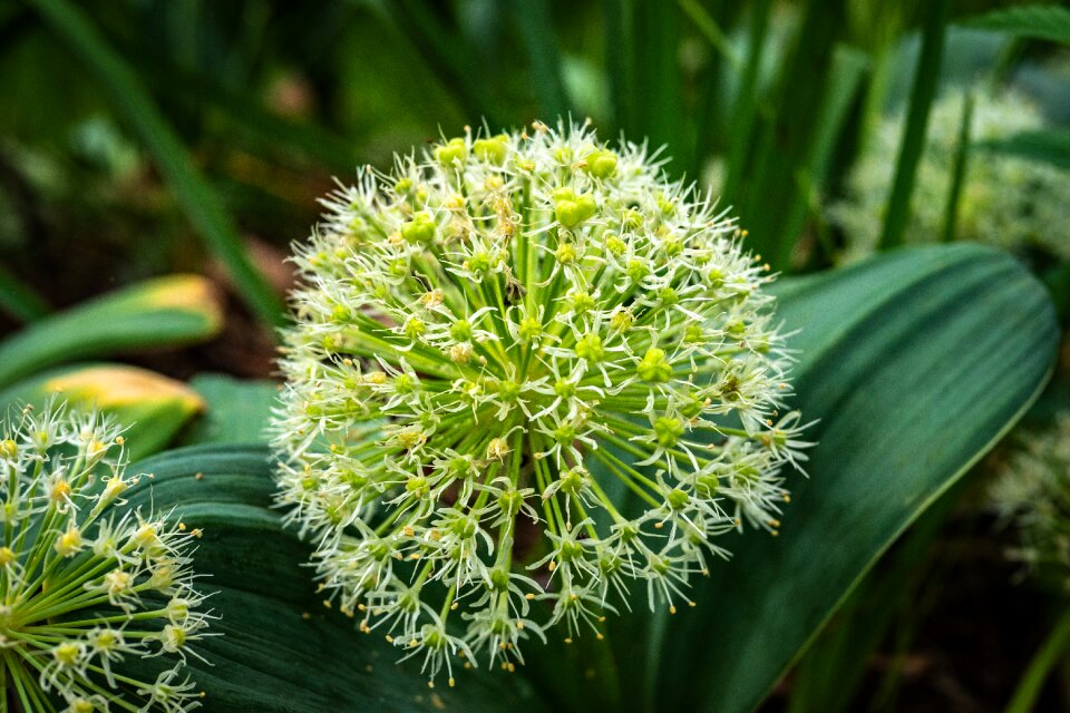 Flower spring garden