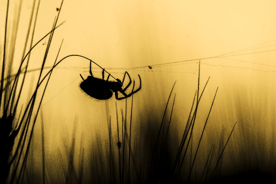 Spider nature insects
