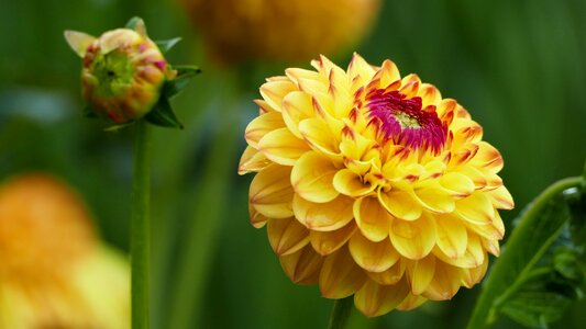 Flowers dahlia yellow photo