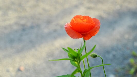 Wildflower flower gardens nature