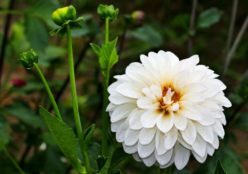 Dahlia white blossom