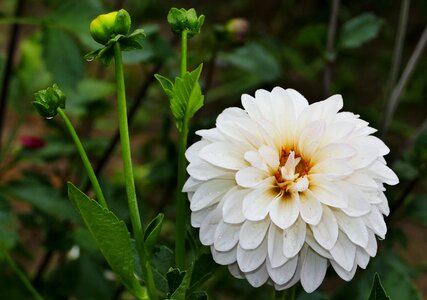 Dahlia white blossom