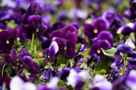 Purple plant nature