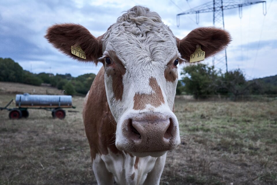 Cattle farm agriculture photo