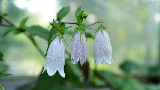 Flower gardens nature republic of korea photo