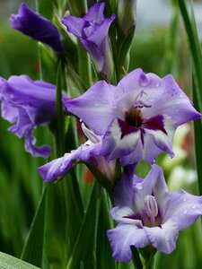 Gladiolus violet white