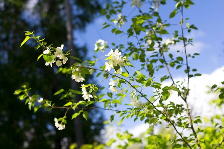 Tree nature white