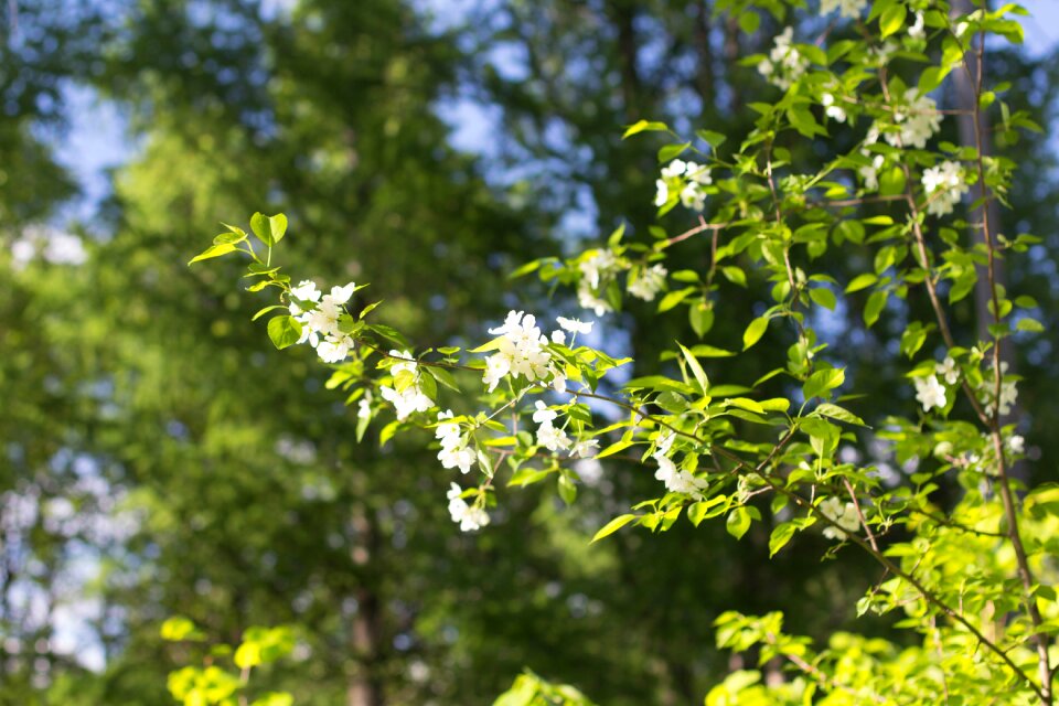 Tree nature white
