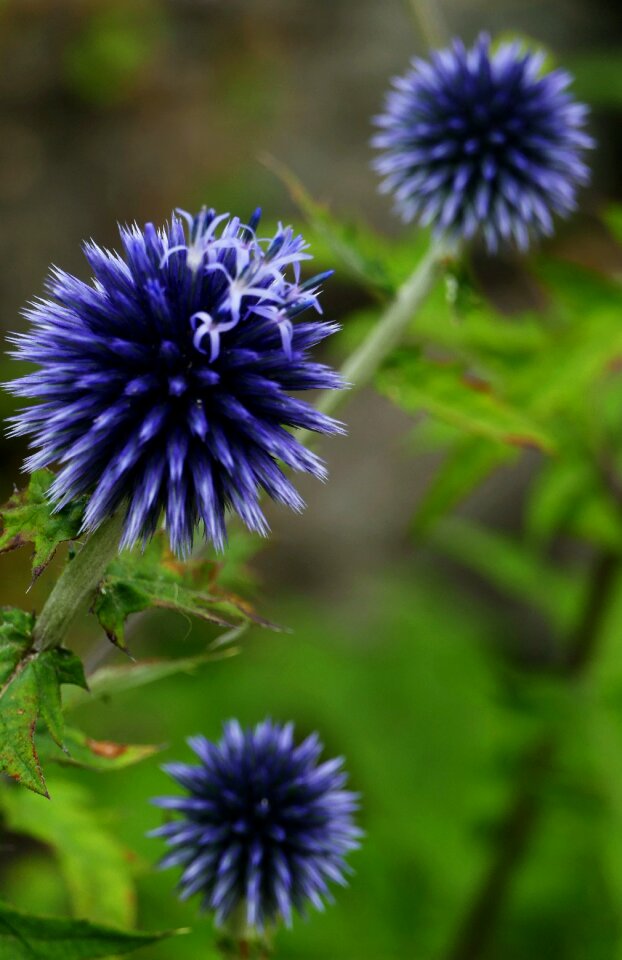 Ball-thistle flowers balls photo