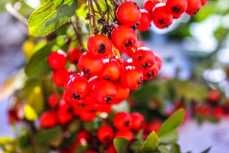 Rowanberries toxic aggressive