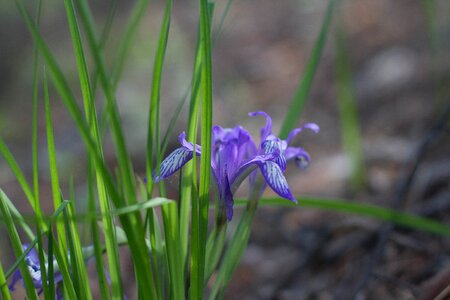 Flower iris blue photo