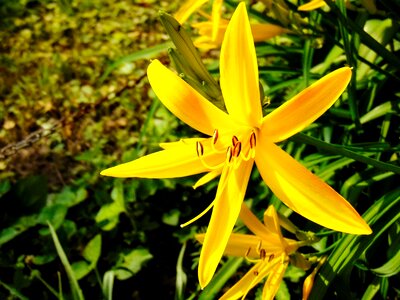 Flower lily merchant louis