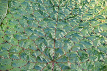 Structure plant water
