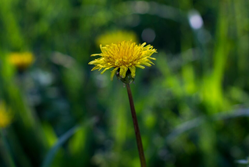 Nature flower dandelion