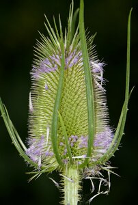 Dipsacus fullonum wild teasel blossom photo