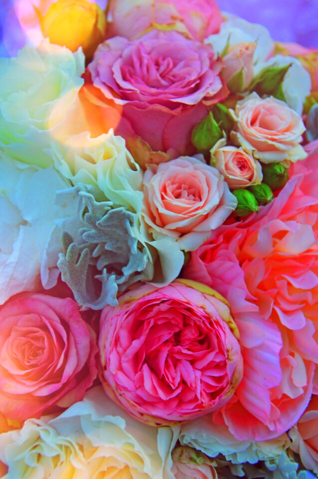 Romantic romance beauty