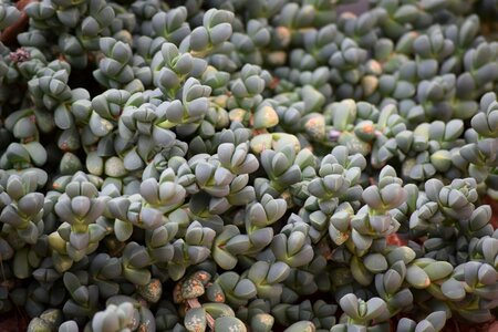 Pattern solid plant