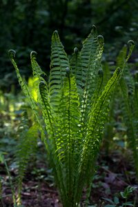 Nature flower fern