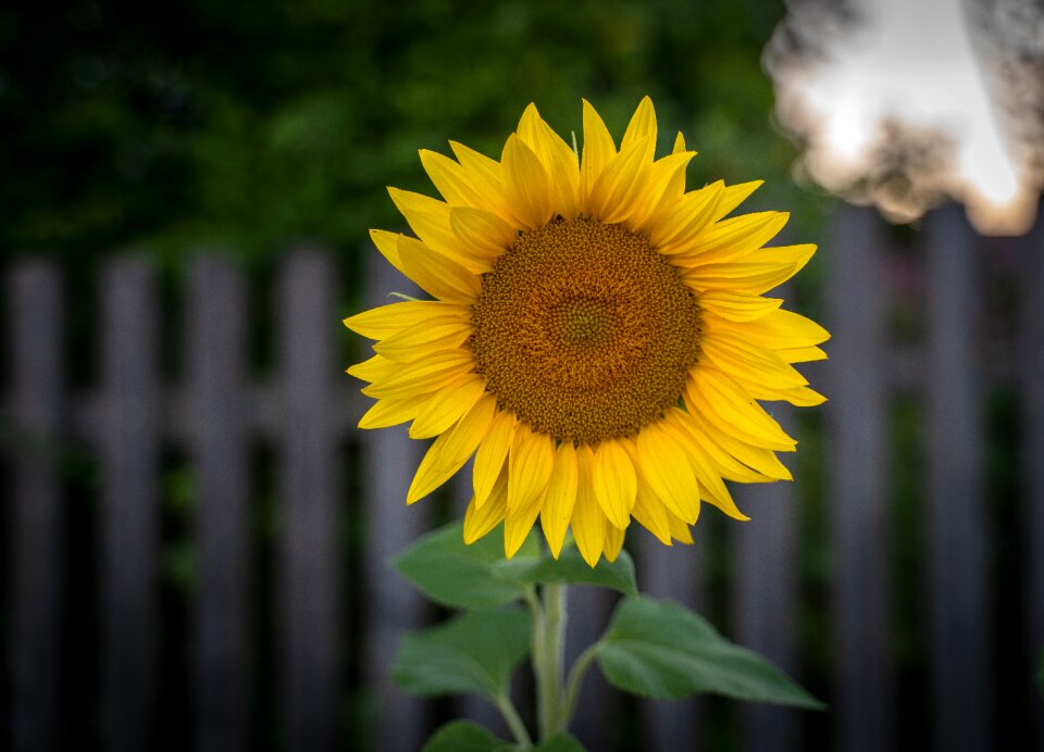 Large blooms summer mood