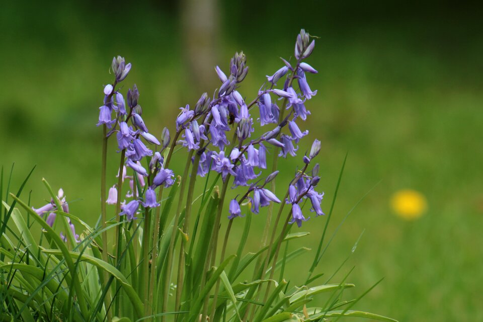 Plant outdoor lawn photo