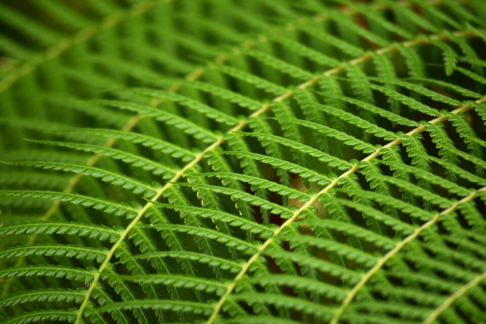 Fern repeated background