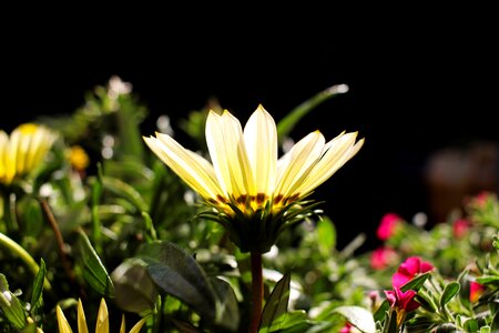 Bright nature plant