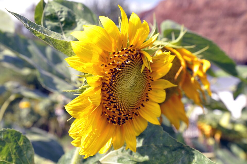 Yellow summer flowers