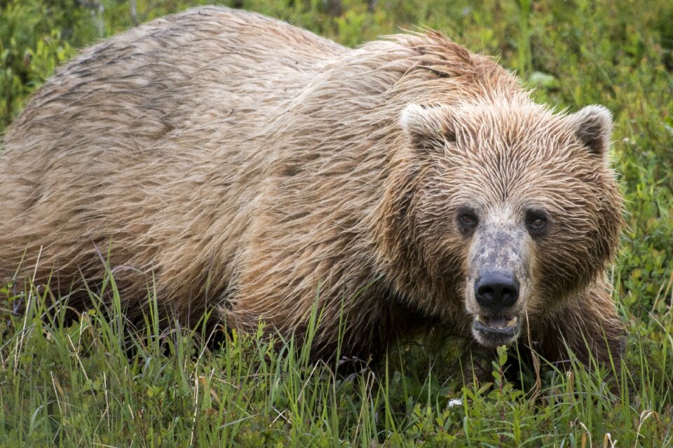 Animal mammal wildlife