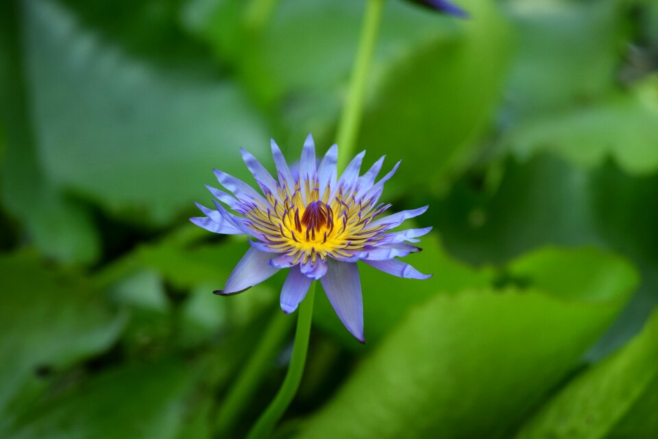 Purple violet yellow
